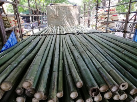 ขายไม้ไผ่ ไม้ลวก รามอินทรา ขายไม้ไผ่ ไม้ลวก รามอินทรา